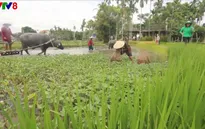Phát triển du lịch sinh thái bền vững gắn với nông nghiệp, nông thôn