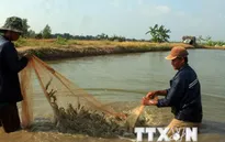 Giải pháp giảm giá tôm nguyên liệu ở Đồng bằng sông Cửu Long