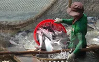 Giá cá tra tại ĐBSCL sụt giảm