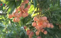 Vải Thanh Hà lần đầu tiên dán tem truy xuất nguồn gốc