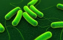 Mỹ: Đã có người tử vong trong đợt dịch bệnh do E.coli bùng phát