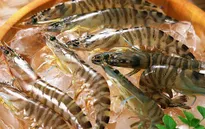 Bí quyết bỏ túi chọn tôm ngon cho bữa ăn gia đình