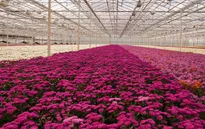 Hoa Hà Lan được trồng thế nào trong nhà kính?