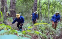 HTX liên kết rừng trồng: Hướng phát triển bền vững của ngành xuất khẩu đồ gỗ