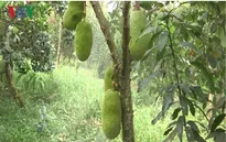 Nông dân ồ ạt nhổ bỏ lúa, ươm mít thái siêu sớm trên đất ruộng