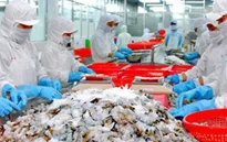 VASEP kiến nghị siết chặt tạm nhập tái xuất tôm từ Ấn Độ và Ecuador
