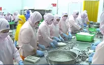 Xuất khẩu tôm sang EU sẽ có nhiều điểm sáng trong thời gian tới