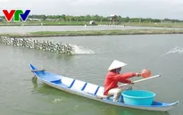 Khánh Hòa: Giá tôm thẻ chân trắng giảm mạnh, hộ nuôi tôm lo lắng