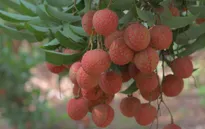 Dự kiến cuối tháng 5 sẽ xuất khẩu lô vải tươi đầu tiên sang Nhật Bản
