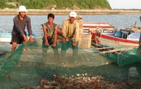 Khuyến cáo dịch bệnh khi nuôi tôm hùm mùa nắng nóng