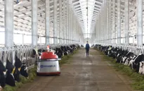 Vinamilk nhập lô bò A2 thuần chủng đầu tiên từ New Zealand