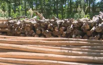 Gia tăng vận chuyển cây cồn trái phép làm lồng bè nuôi tôm