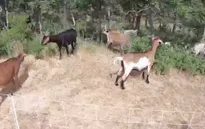 Mỹ: “Biệt đội” dê chống cháy rừng tại Colorado