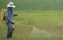 Mùa phun thuốc diệt cỏ: Mùa của những hiểm họa