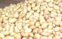 Lâm Đồng: Hơn 1 tỷ đồng thực hiện Đề án nhận diện khoai tây Đà Lạt