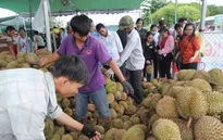 Độc đáo vựa bán sầu riêng “ăn cơm trả hạt” giá chỉ 19.000/kg