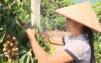 Nông dân làm giàu từ cây nhãn