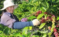 Hiệu quả từ việc hỗ trợ phát triển sản phẩm công nghiệp nông thôn