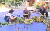 Nhãn Sơn La hướng tới chinh phục các thị trường khó tính