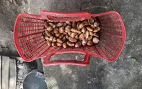 Lâm Đồng “sốt” hạt sầu riêng