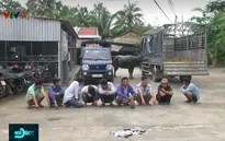 Bắt quả tang vụ đánh bạc ăn tiền bằng hình thức chọi trâu tại Hậu Giang