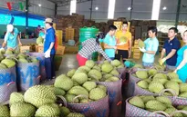 Xuất khẩu sầu riêng chính ngạch: Cần chuyên môn hóa các diện tích trồng sẵn có