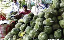 Sầu riêng Khánh Sơn tăng giá kỷ lục