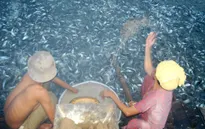 Chuỗi liên kết sản xuất cá tra: Từ vui mừng đến thất vọng
