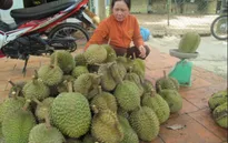Sầu riêng Khánh Sơn lọt top 50 loại đặc sản trái cây nổi tiếng nhất Việt Nam