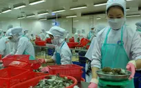Xuất khẩu tôm năm 2018 có thể đạt 4 tỷ USD