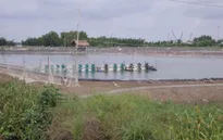 Hiệu quả tập huấn canh tác lúa - tôm thích ứng với biến đổi khí hậu