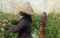 Trồng rau hữu cơ giúp người dân Lào thoát nghèo