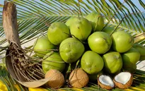 Chuyện nhà nông với nông nghiệp: Tam Quan xanh lại những vườn dừa
