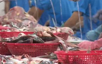 Xuất khẩu cá tra sang thị trường EU có dấu hiệu phục hồi