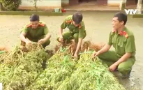 Người trồng hàng trăm cây cần sa tại Đắk Lắk khai… để cho gà ăn