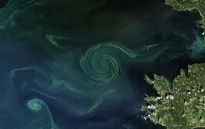 Tảo độc phát triển mạnh ở biển Baltic