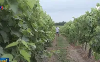 Người trồng nho Pháp với nỗi lo thất thu do thời tiết khắc nghiệt