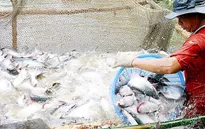 Tìm giải pháp nâng tầm cá tra Việt