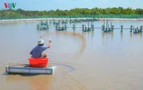 Cà Mau tiếp tục phát triển mô hình tôm - rừng sinh thái