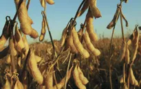 Nông dân Mỹ tích trữ đậu nành chờ hạ nhiệt căng thẳng Mỹ-Trung