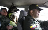 Colombia: Băng đảng ma túy treo thưởng để truy giết chó nghiệp vụ