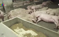 Phòng chống dịch tả lợn lây lan ở châu Á