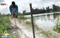Lũ lớn, nông dân Hậu Giang nuôi cá trên ruộng thay lúa vụ 3