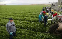 Australia sắp có thị thực mới cho lao động nông nghiệp