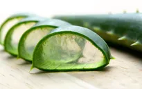 Tác dụng phụ của lô hội ít người biết
