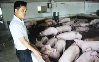 Tổ chức tập huấn phòng chống dịch tả lợn châu Phi cho nông dân tại TP.HCM