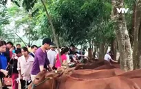 Ngân hàng bò và hoạt động từ thiện bền vững cho người nghèo