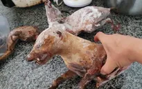 Sự thật đau xót phía sau các đường dây tàn sát đẫm máu động vật hoang dã