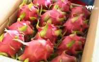 Bảo vệ thương hiệu nông sản: DN Việt còn nhiều lúng túng