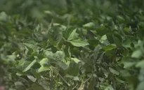 Nông dân trồng đậu tương tại Mỹ lao đao vì chiến tranh thương mại